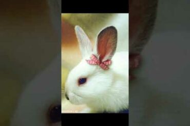 So cute small baby bunny ♥| Please subscribe my channel if loved this video 🙏