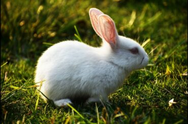 Cutest White Rabbit Baby Reaction on Seeing Camera