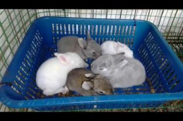 Mom - Momo (Light grey) # Baby rabbit age 13 days