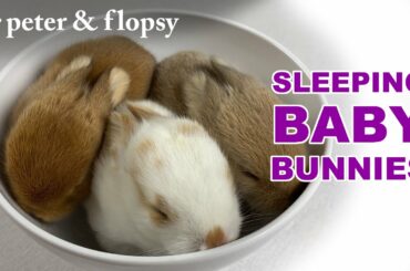ADORABLE Baby Bunny Sleeping Poses
