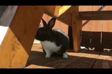 Curious Bunny