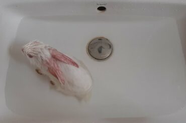 Cute White Baby Bunny takes a shower