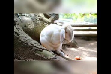 Cute little bunny baby