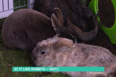 Could Your Rabbit Be Depressed? | This Morning