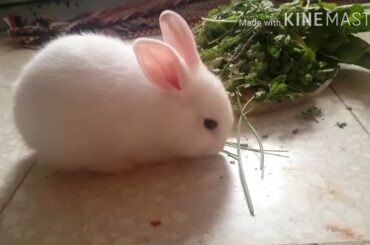 Cute baby bunny|| Bubbles the bunny @24days old