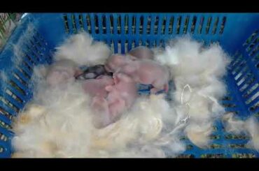 Mom - Oyen (Orange) # Baby rabbit age 1 day