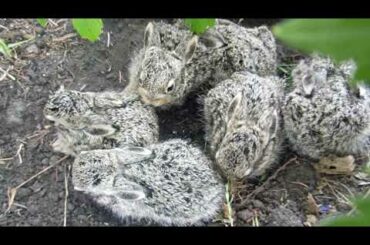 Jack rabbit babies