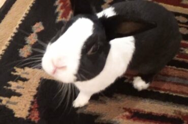 Dramatic rabbit!