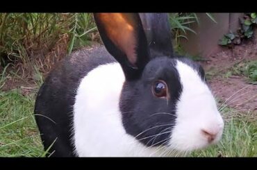 Funny and cute baby bunny rabbit - Very funny video