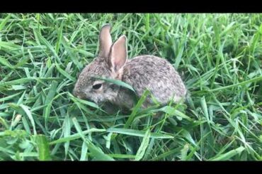 Baby Bunny In My Yard