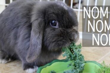 BUNNY NOM NOM NOM