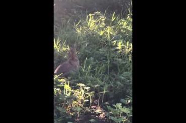 Cute little bunny wabbit! 🐰