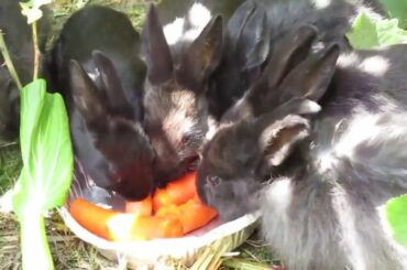 Many sweet baby bunnies eating together