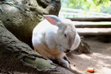 #Cute Rabbits