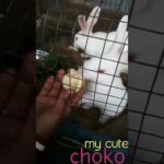 Baby rabbits funny video