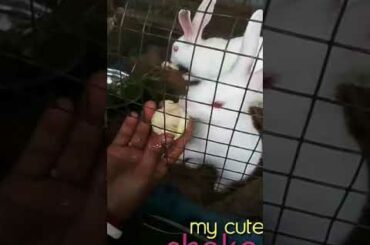 Baby rabbits funny video