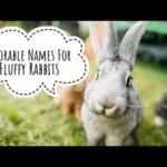 Cute bunny names for girls! || animal love