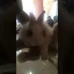 My cute rabbit
