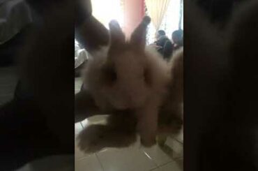 My cute rabbit