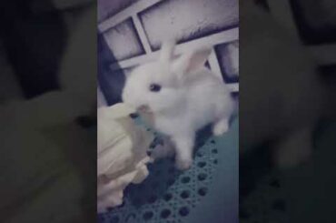 Cute.    Rabbit
