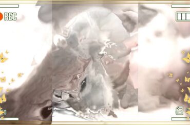 CUTE ANIMALS