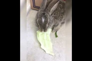 Baby bunny is home 💞