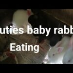 Subrang cute baby rabbit eating