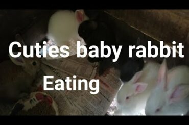 Subrang cute baby rabbit eating