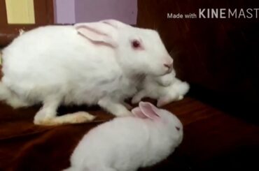 RABBIT BABY OPEN HER EYES || Cute Snowy and bella ,..