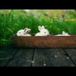 Cute Rabbit | High Quality HD