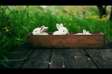 Cute Rabbit | High Quality HD