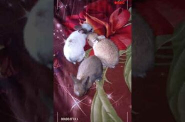 Cute baby rabbits 🐇🐰🥕