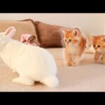 Kittens walk with a cute white bunny