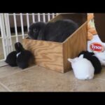 Wild Rabbits vs Cute Pet Bunnies