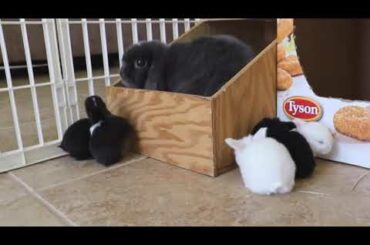 Wild Rabbits vs Cute Pet Bunnies