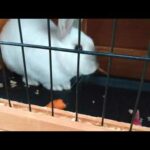 Cute bunny eating carrot 🥕