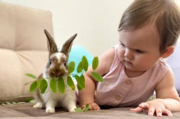 Baby Learns to Feed a Bunny [TRY NOT TO LAUGH]!