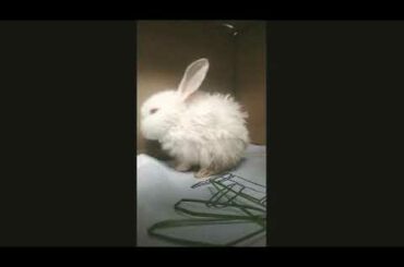 Cute #RABBIT BUNNY...!!😗♥️