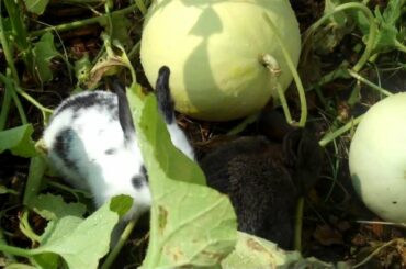 5 on the Farm:  Baby Bunnies in our Garden