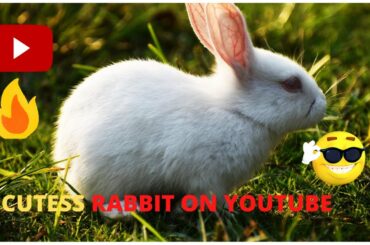 rabbit love to eat potato,cute rabbit eating potato, funny pets compilation