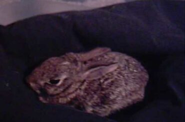 Injured Baby Bunny