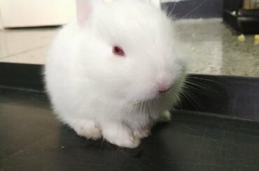 Happy Baby Bunny the Rabbit and enjoying all day #ParrotWorld