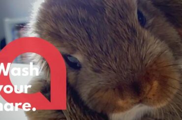 This adorable video shows a bunny cleaning himself in super slow motion | SWNS