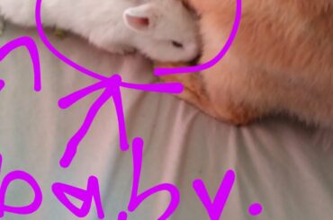 Cute new bunny (She is a girl [My sister is the camera man])