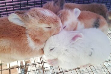 Cute Baby Bunny | Second Week
