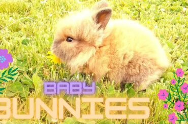 Meet our Baby Bunnies Video