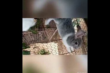Rabbits kerala /funny rabbits /baby bunny /rabbits
