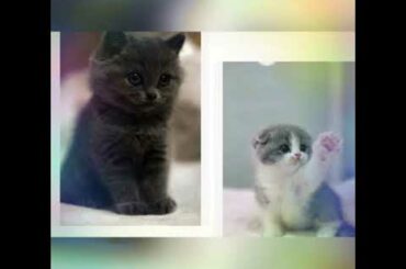 The cutest baby animals ever !!!!!
