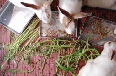 Cute Animal Rabbits as Pets Video | Rabbit Farming
