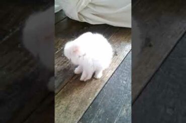 Cute rabbit in my house